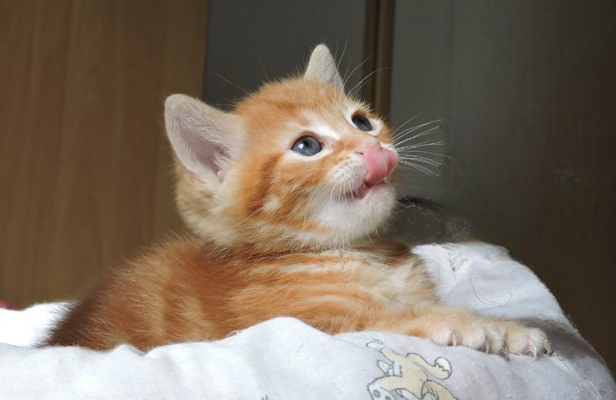 photo d'un chaton roux se léchant le nez