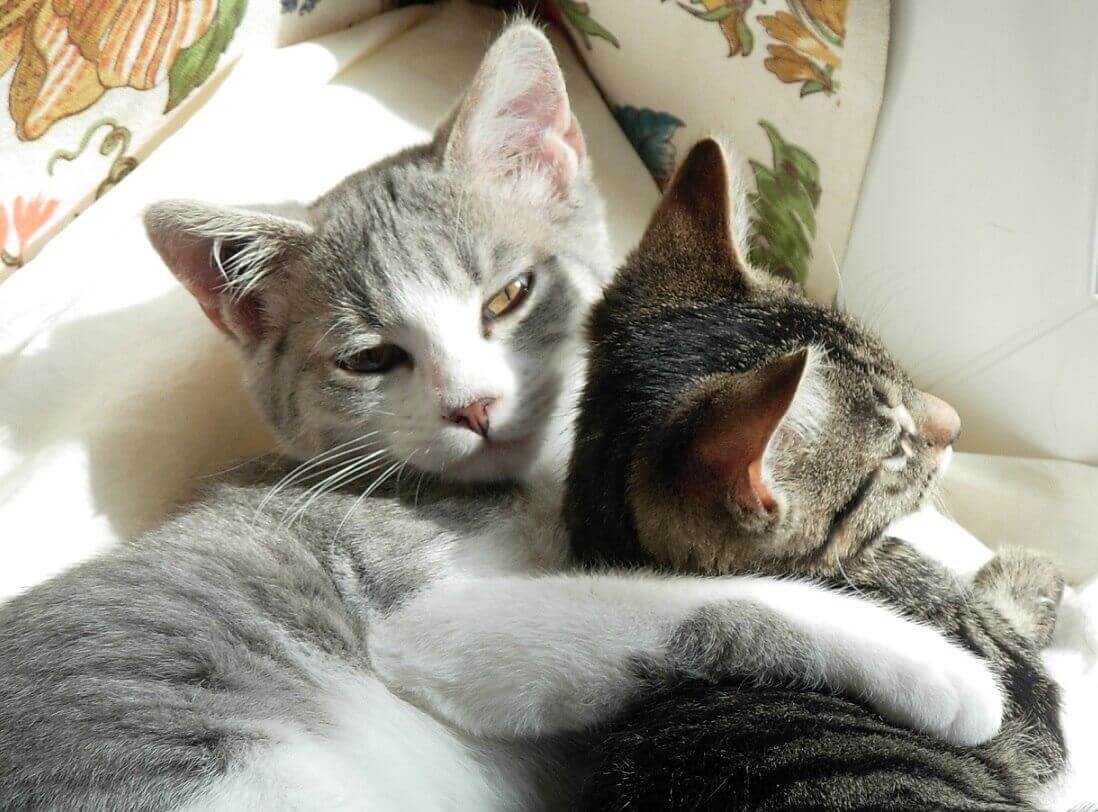 Accompagnement personnalisé pour le bien-être de votre chat : bilan comportemental, conseils de prévention et accompagnement lors d'une cageothérapie.