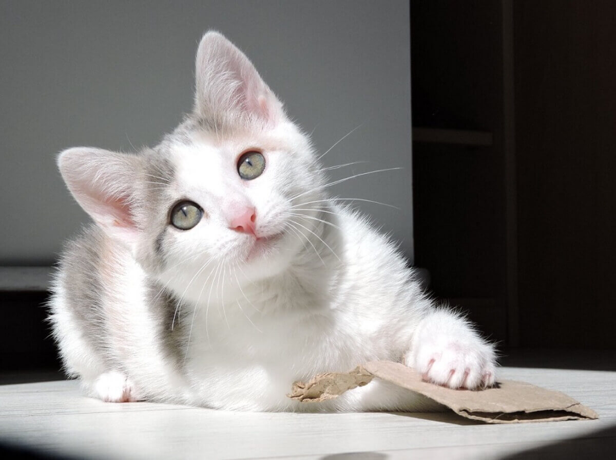 Qui suis-je ? Valérie Pinçon, comportementaliste spécialiste du chat présente son parcours, des formations, son accompagnement engagé pour une approche bienveillante et respectueuse du binôme humain-chat.