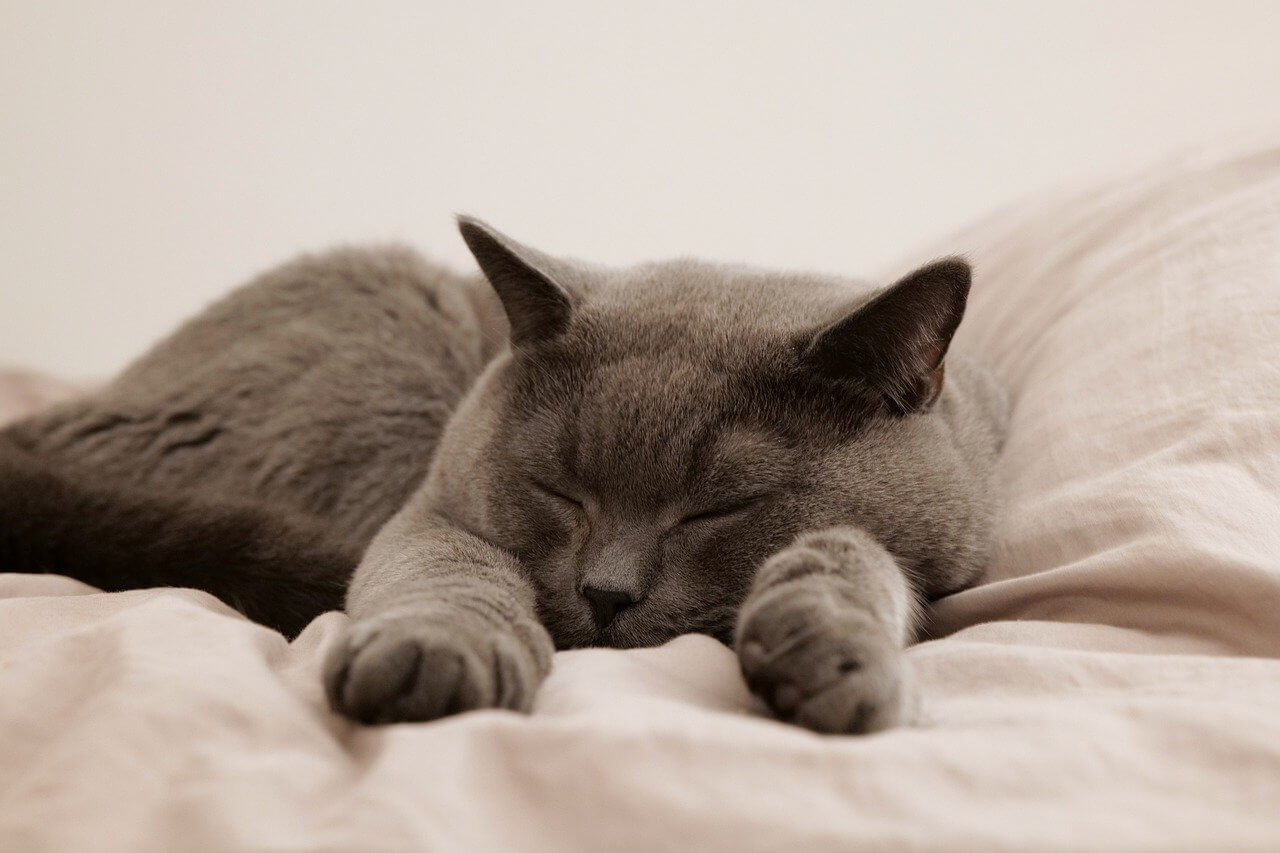 pipi hors litière, agressions, mauvaise entente entre chats, chat dit malpropre ou chat dit agressif