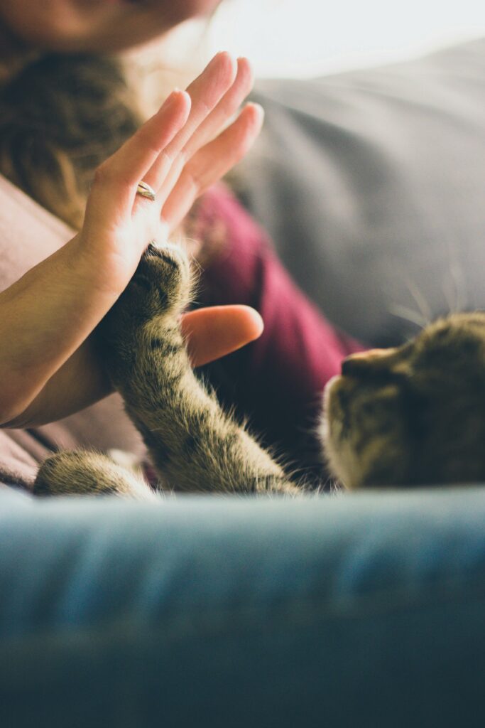 un comportementaliste spécialiste du chat observe l'environnement, le chat, le relationnel de manière holistique pour l'aider à comprendre les comportements de son chat