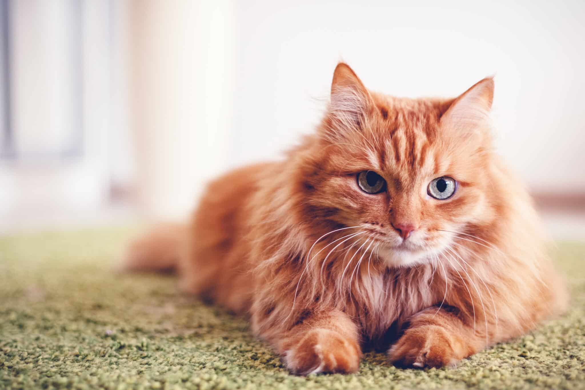 comportementaliste chat : quel est son rôle et quand consulter ?