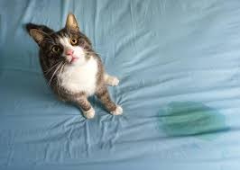 Chat ayant uriné sur le canapé